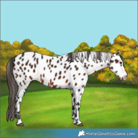 Horse Color:Brown Appaloosa