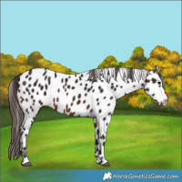 Horse Color:Brown Near Leopard 
