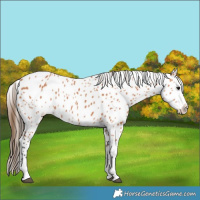 Horse Color:Bay Leopard 