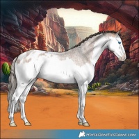 Horse Color:Bay Roan Splash Appaloosa 