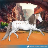 Horse Color:Bay Dun Splash Appaloosa