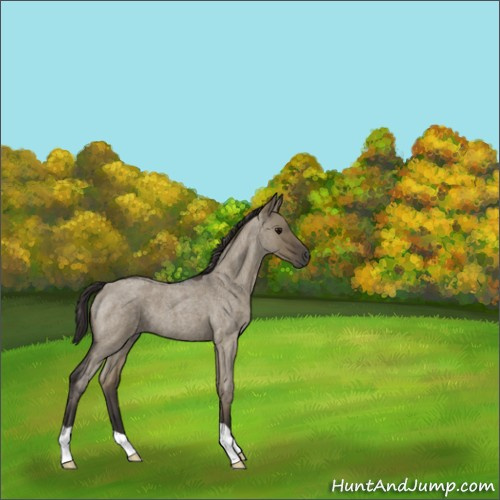 Horse Color:Smoky Grullo Roan 