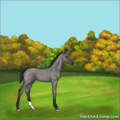 Horse Color:Grullo Roan 