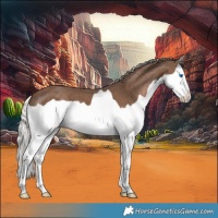 Horse Color:Silver Black Splash