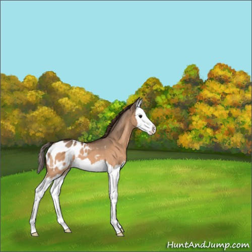 Horse Color:Bay Dun Splash Appaloosa 
