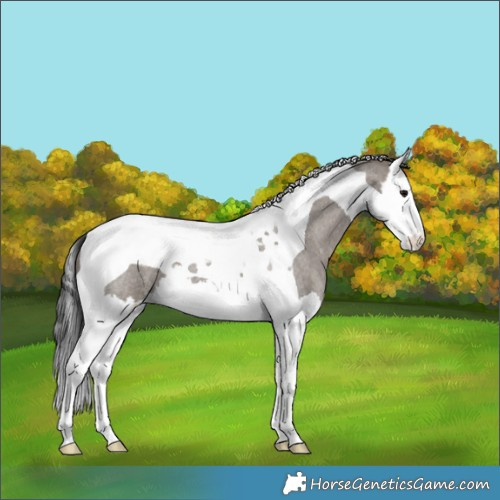 Horse Color:Grullo Roan Splash Tobiano 