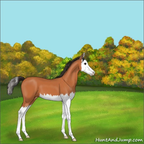 Horse Color:Bay Splash Appaloosa 