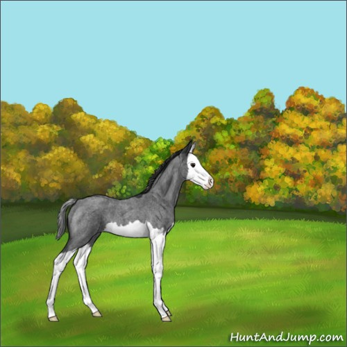 Horse Color:Blue Roan Splash 