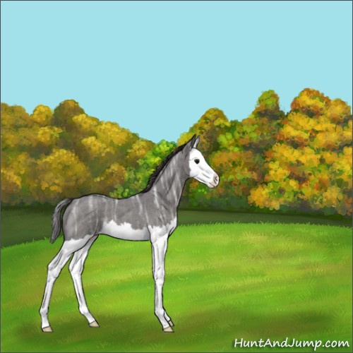Horse Color:Smoky Blue Ice Roan Splash 