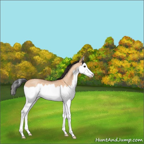 Horse Color:Bay Roan Dun Splash 