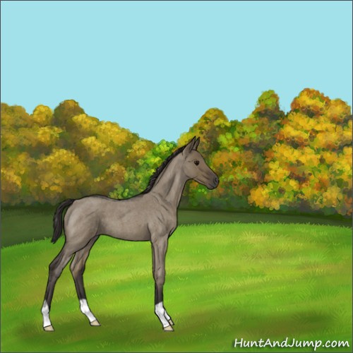 Horse Color:Smoky Grullo Roan 