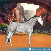 Horse Color:Smoky Grullo Roan Splash