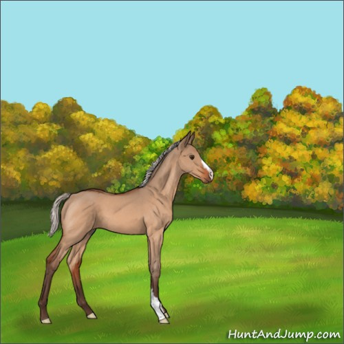 Horse Color:Silver Bay Roan Dun 
