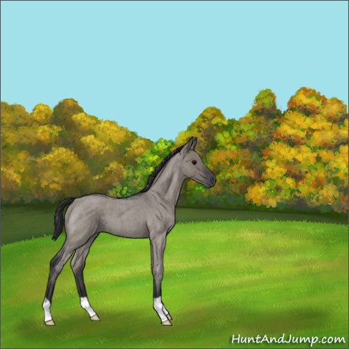 Horse Color:Grullo Roan 