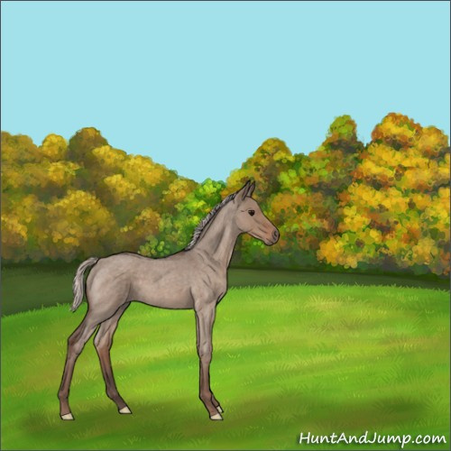 Horse Color:Silver Grullo Roan 