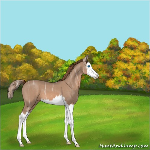 Horse Color:Red Ice Roan Splash 