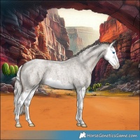Horse Color:Silver Grullo Roan Splash