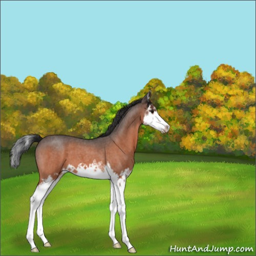 Horse Color:Brown Roan Splash 
