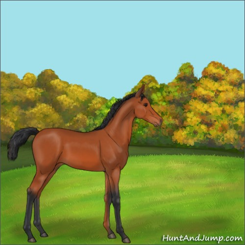 Horse Color:Brown 