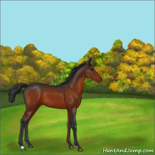 Horse Color:Brown 