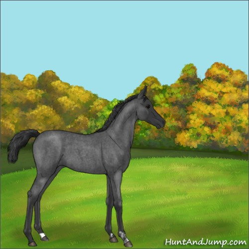Horse Color:Blue Roan 