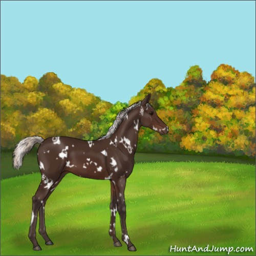 Horse Color:White Spotted Silver Brown 