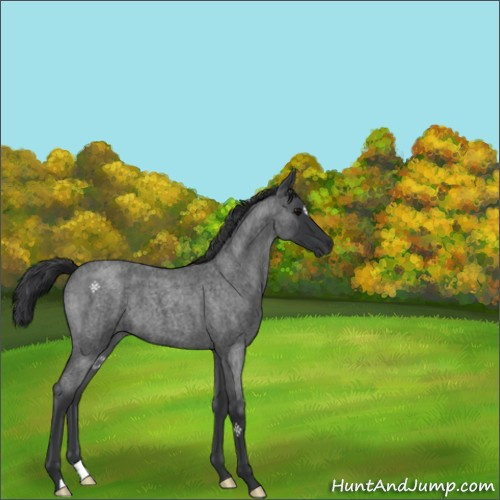Horse Color:Blue Roan 