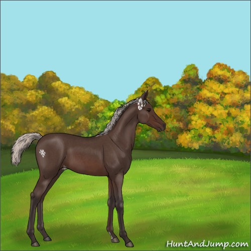 Horse Color:Silver Brown Roan 