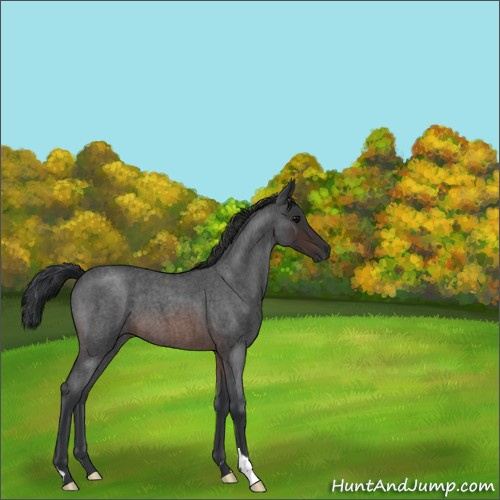 Horse Color:Brown Roan 