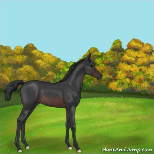 Horse Color:Brown Roan 