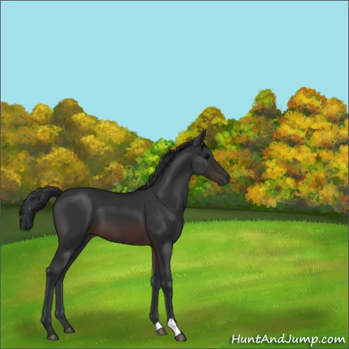 Horse Color:Brown 
