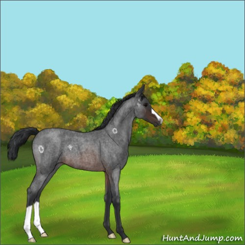 Horse Color:Brown Roan 