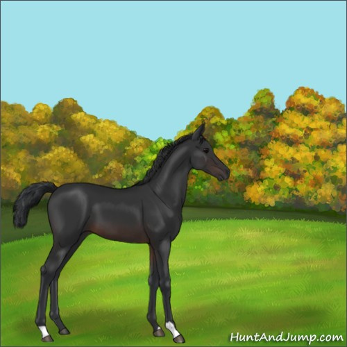 Horse Color:Brown 