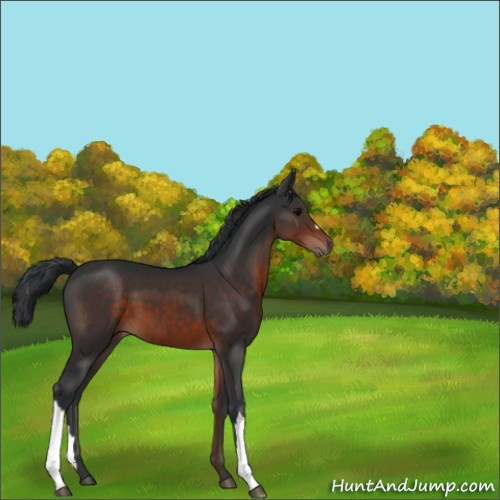 Horse Color:Brown 