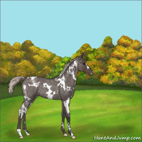 Horse Color:White Spotted Silver Blue Roan 