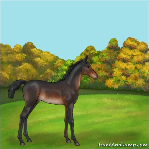 Horse Color:Brown Rabicano 