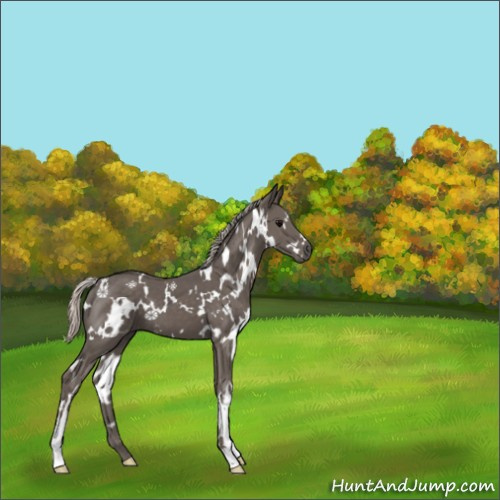 Horse Color:White Spotted Silver Black 