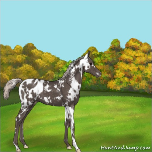 Horse Color:White Spotted Silver Black Appaloosa 