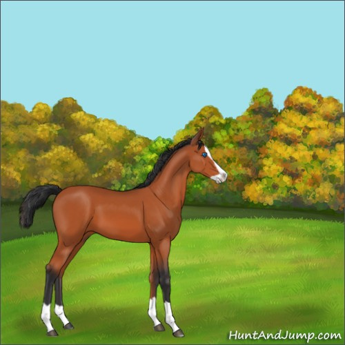 Horse Color:Bay Splash 