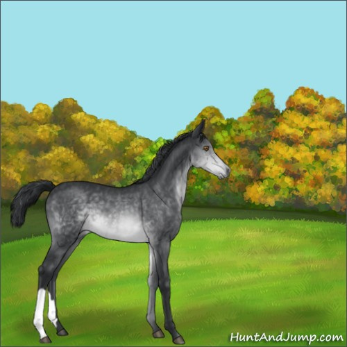 Horse Color:Brown Chinchilla 