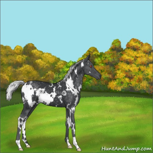 Horse Color:White Spotted Silver Black Chinchilla 