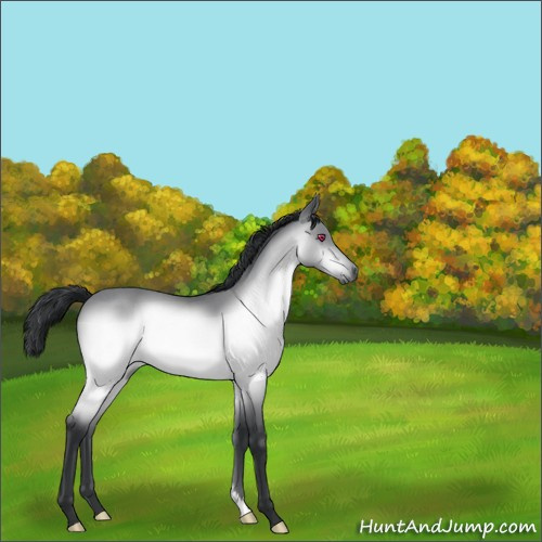 Horse Color:Brown Chinchilla Roan 