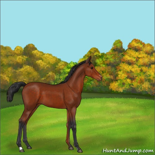 Horse Color:Bay Sabino 