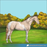 Horse Color:Chocolate Palomino Pearl Tobiano Frame  and Buckskin Pearl Tobiano Frame 