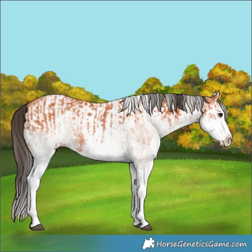 Horse Color:White Spotted Bay Splash  and White Spotted Bay Splash 