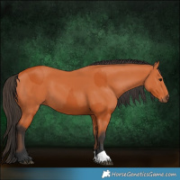 Horse Color:Bay and Bay