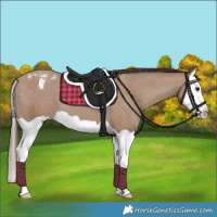 Horse Color:Classic Champagne Splash Appaloosa