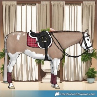 Horse Color:Classic Champagne Splash Appaloosa 