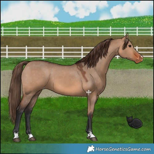 Horse Color:Bay Dun Appaloosa 