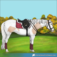 Horse Color:Silver Sable Champagne Splash Tobiano Appaloosa 